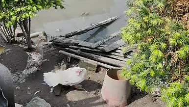 乡村农家家禽鸭子视频素材视频的预览图